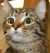  Animals - Dogs, Cats - 